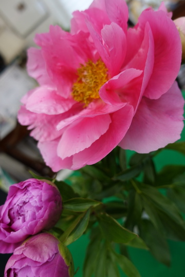 15BA6D37-0C6C-4E5C-B34D-ECD16371FBAD.jpeg