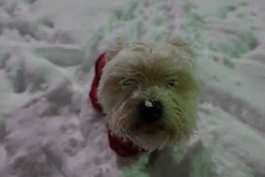 B1927875-4CC5-43E1-B070-3433C0FA72D3.jpeg